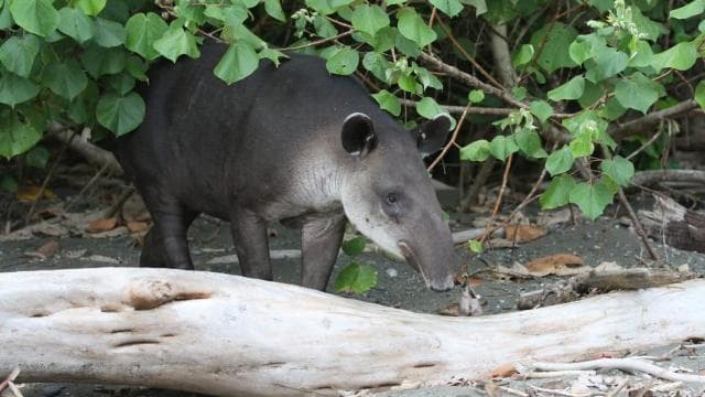Parco Nazionale del Corcovado: tour avventuroso con pernottamento - 2 giorni - Photo 3 (Gallery view)