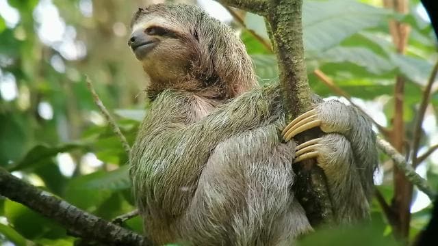 Manuel Antonio National Park, Spotting Animals and plants - Photo 2 (Gallery view)