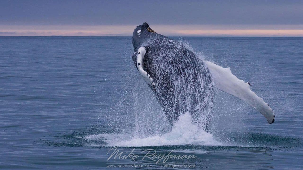Excursion d'observation des baleines d'une demi-journée à Miches - Aventure marine inoubliable - Photo 2 (Gallery view)