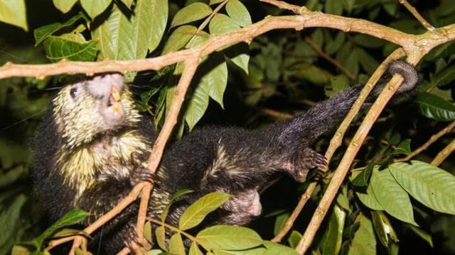 Monteverde: Prywatna nocna wycieczka ze spotkaniami z dziką przyrodą - Photo 2 (Gallery view)