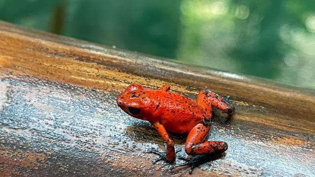 Puerto Limón: Tortuguero, Maratopia, Cahuita, banana plantation, and much more: tour - Photo 5 (Gallery view)
