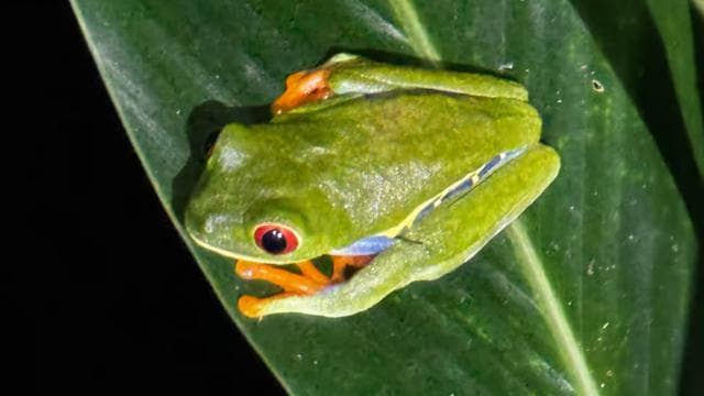 Limon: Night Walk & Rainforest Experience - Photo 2 (Gallery view)