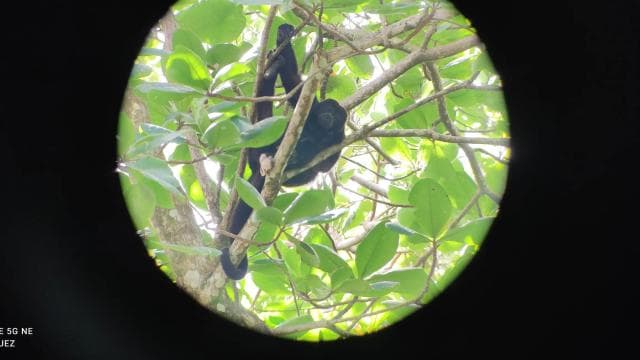 Cahuita: recorrido de caminata y avistamiento de vida silvestre. - Photo 2 (Gallery view)
