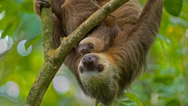 Guanacaste: Sloth Sanctuary and Waterfall Adventure - Photo 4 (Gallery view)