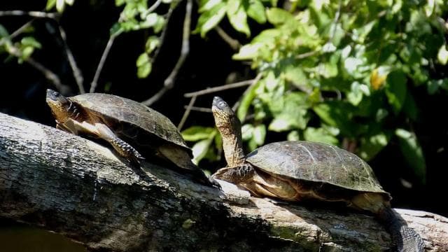 Tortuguero Ulusal Parkı: Tortuguero'da Yapılacak En İyi Şeyler - Photo 4 (Gallery view)