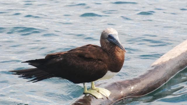 Marino Ballena National Park: Watching Whales and Dolphins - Photo 5 (Gallery view)