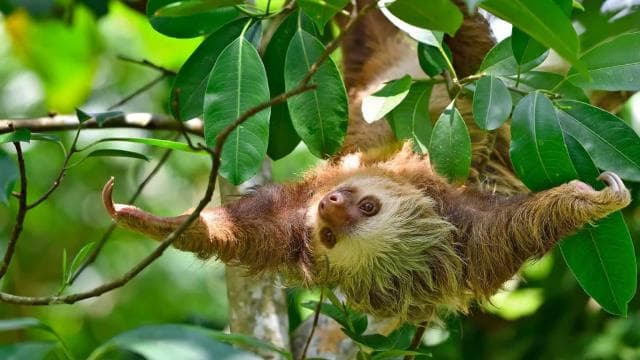 Uvita: Private Guided Tour - Sloth Watching Trail Costa Rica - Photo 2 (Gallery view)