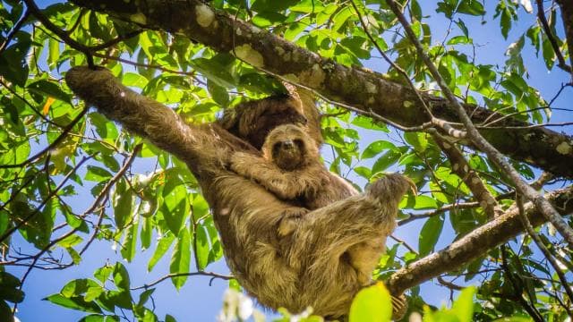 La Fortuna: Sloth Watching Tour - Photo 2 (Gallery view)