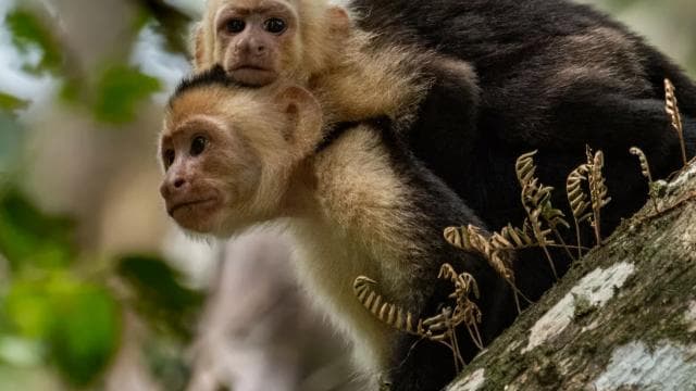 San Jose: Manuel Antonio National Park Day Trip with Lunch - Photo 2 (Gallery view)