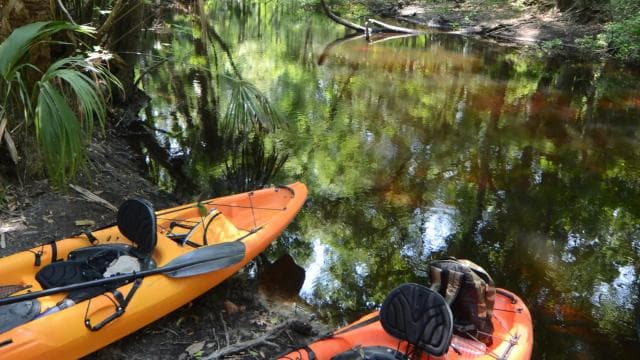 Kayaking Adventure: a 2-hour Wildlife Escape - Photo 2 (Gallery view)