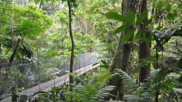 Halbtägige Tour zu den Arenal-Hängebrücken ab La Fortuna - Photo 5 (Gallery view)