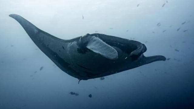 Tamarindo: Discover Scuba Diving at Catalina Islands - Photo 4 (Gallery view)