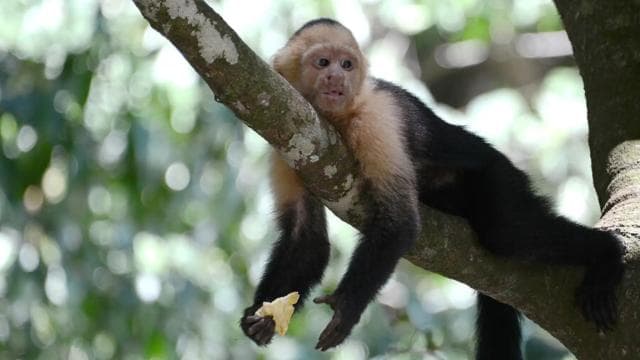 From San José: Monteverde Hanging Bridges Day Trip - Photo 4 (Gallery view)