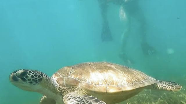 Culebra: Snorkel with Turtles - Dominican Republic