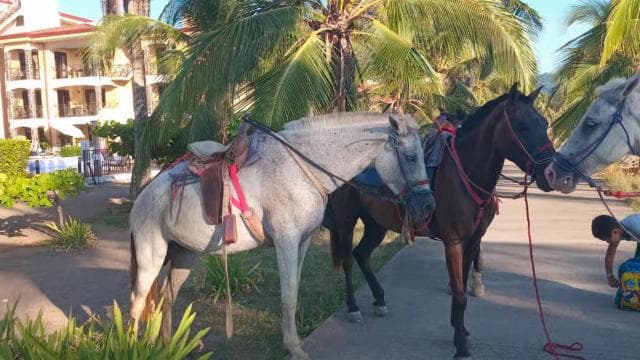 Jaco Horse Tours - Photo 4 (Gallery view)