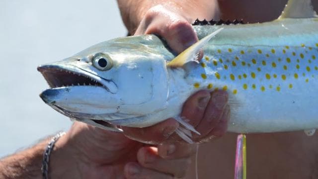 Playa Mantas: Beach Fishing Tour - Photo 3 (Gallery view)