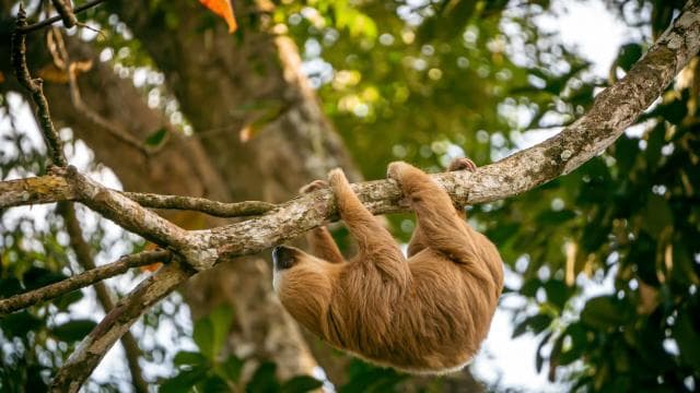 Punta Uva: Sloth and Wildlife Kayaking Tour - Photo 2 (Gallery view)