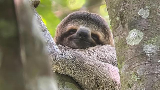 Manuel Antonio National Park: Animal watching hike - Photo 4 (Gallery view)
