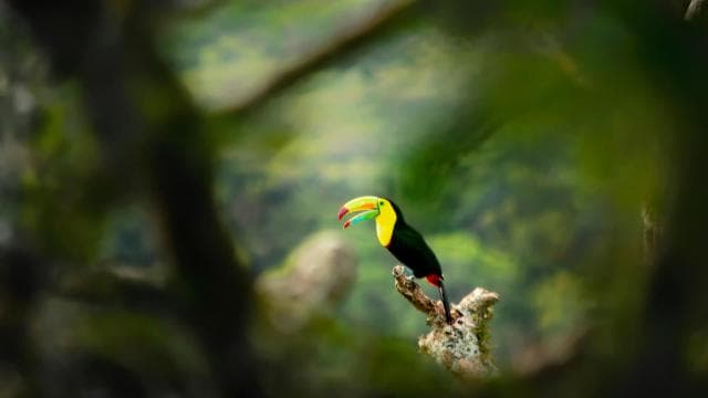 Monteverde Cloud Forest: Curicancha Reserve Nature Tour - Photo 5 (Gallery view)