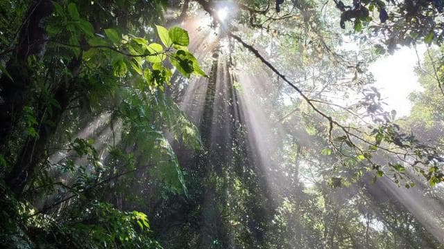 Monteverde: Cloud Forest Hanging Bridges Guided Tour - Photo 5 (Gallery view)