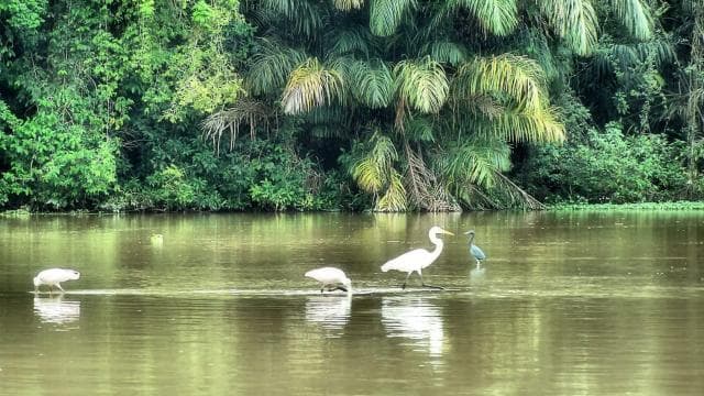 Rafting in Sarapiqui River from La Fortuna: Afternoon tour - Photo 2 (Gallery view)