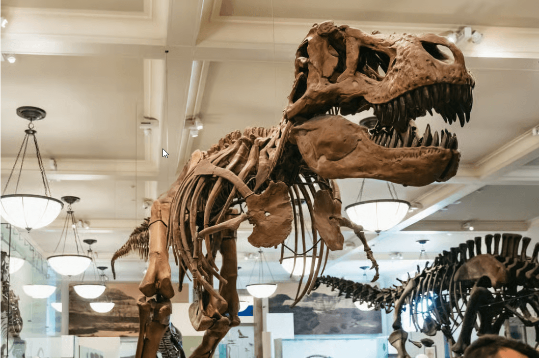New York City: American Museum of Natural History Ticket - Photo 2 (Gallery view)