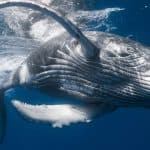 Samana: Whale Watching and Cayo Levantado Full Day Tour - Photo 4 (Gallery view)