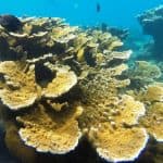 Snorkeling Tour & Sosua Beach Day - Dominican Republic