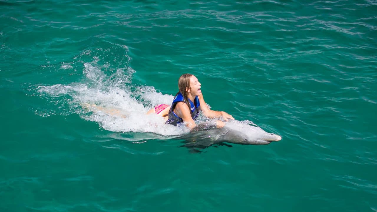 Nage avec les dauphins à Punta Cana – Meilleure découverte des dauphins de 60 minutes - Photo 2 (Gallery view)