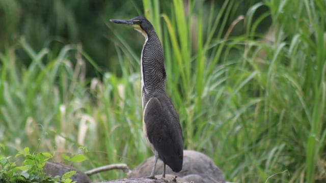 Nosara: River Wildlife Safari by Raft with Transfer & Snack - Photo 5 (Gallery view)