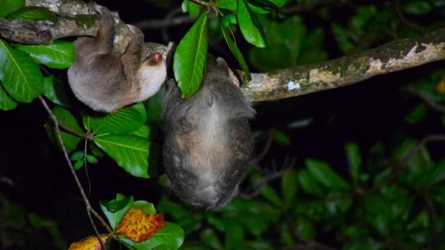 Tortuguero Milli Parkı'nda kano, gece ve gündüz yürüyüşü - Photo 2 (Gallery view)