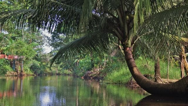 Uvita: Terraba Sierpe Wildlife Mangrove Kayak Tour CostaRica - Photo 4 (Gallery view)
