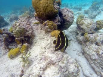 Private Catalina Island Snorkel & Beach Day from Punta Cana - Photo 3 (Gallery view)