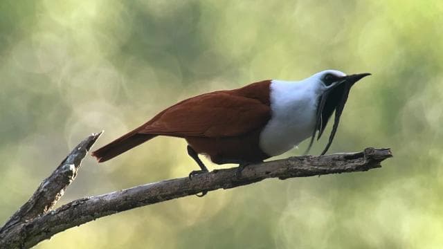Monteverde: Birdwatching Half-Day Tour - Photo 3 (Gallery view)