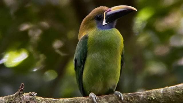 Uvita: Bird Watching Tour - Dominican Republic