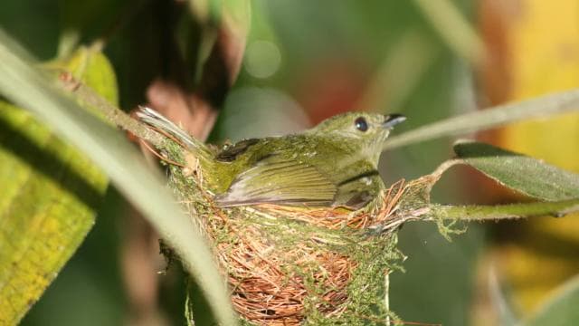 Arenal Forest: Bird Observation & Photography Tour - Photo 2 (Gallery view)