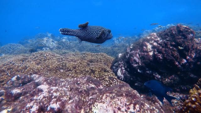 Uvita: Snorkel en Isla del Caño - Photo 4 (Gallery view)