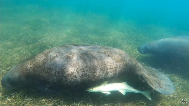 Culebra: Snorkel with Turtles - Photo 2 (Gallery view)