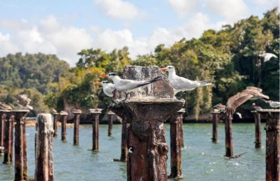 Los Haitises: Boat + Lunch at the beach & Natural pools - sabana de la mar