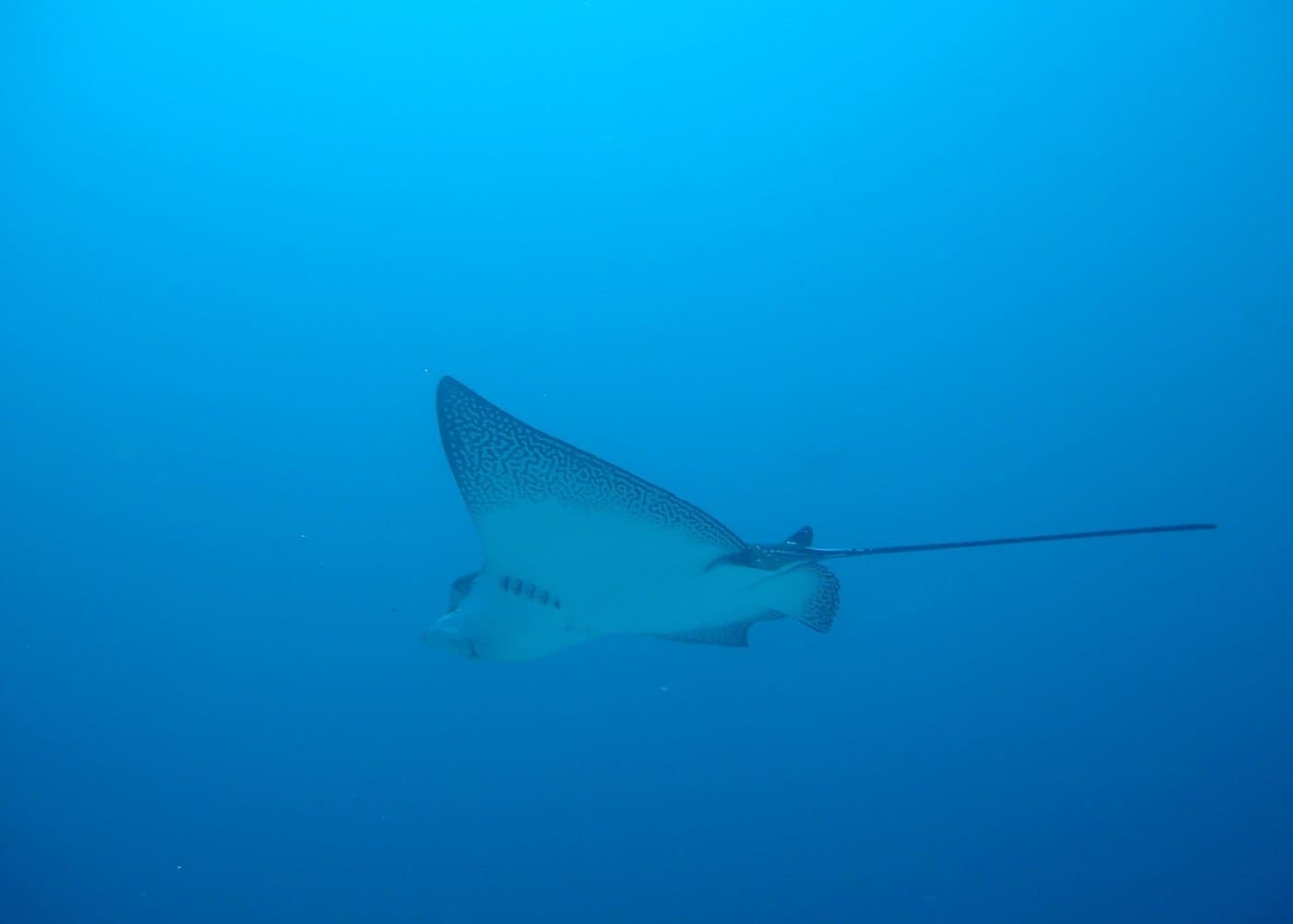 Isla Pinzón - Day Tour - From Santa Cruz - Islas Galápagos - Photo 4 (Gallery view)