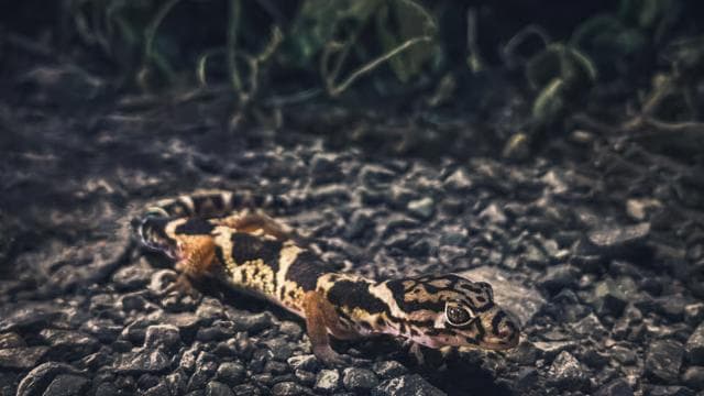 Tamarindo Night Walk - Photo 5 (Gallery view)