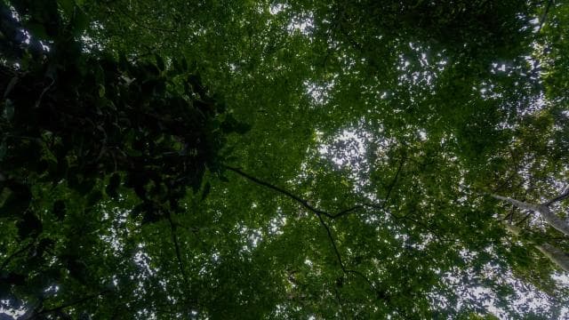 El Tanque: GreenEcoPark Guided Hike with Seasonal Fruits - Dominican Republic
