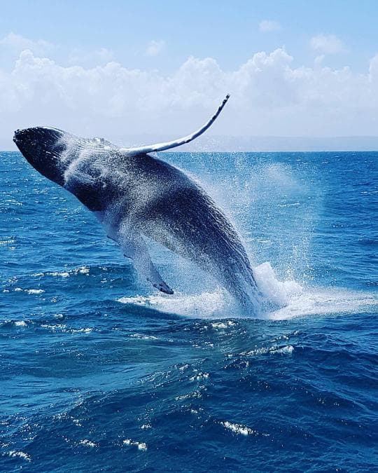 Punta Cana: Miches Whale Watching Catamaran Tour with Snacks - Photo 5 (Gallery view)