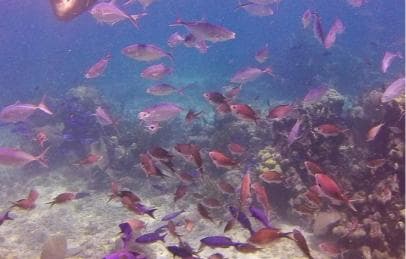Private: Catalina Island Snorkeling & BBQ Boat Tour - Photo 3 (Gallery view)