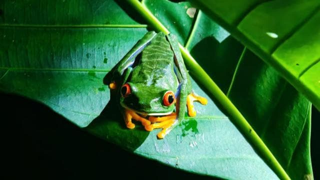 Úžasná noční procházka v Tortuguero - Dominican Republic
