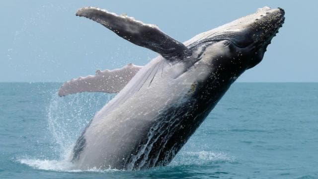 Uvita: Whales and Dolphins Watching Tour - Bahia Ballena - Photo 3 (Gallery view)