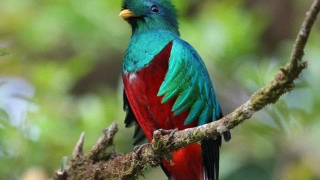 Monteverde: Curi-Cancha Reserve Tour with Entry Ticket - Photo 2 (Gallery view)