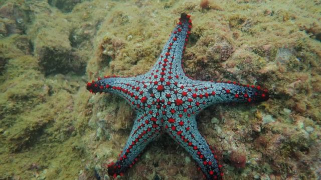 Golfito, Costa Rica: PADI Open Water Diver Certification - Photo 4 (Gallery view)