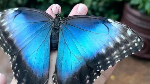 La Paz Waterfall and Cinchona Tour - Dominican Republic