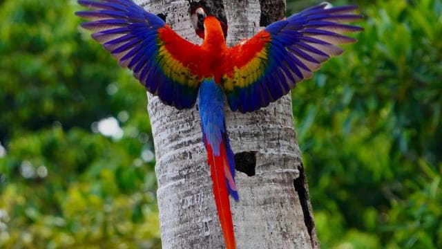 Manuel Antonio: Scarlet Macaw Tour with Professional Photos - Photo 4 (Gallery view)